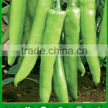 AP191 Qiangfeng light green hybrid pepper seeds in vegetable seeds