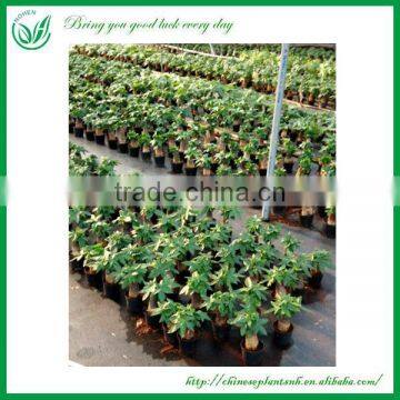 Green Plants Ficus Ginseng Bonsai photo-4