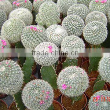 cactus-blooming bonsai