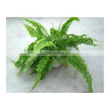 Nephrolepis Exaltata CV. Bostoniensis