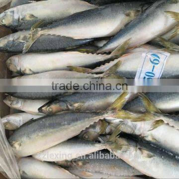 Frozen Pacific Mackerel 5-6pcs/kg photo-2