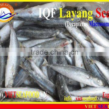 IQF LAYANG SCAD WHOLE ROUND photo-6