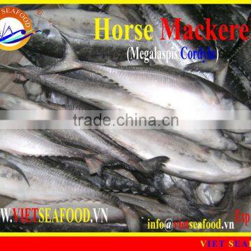 FROZEN W/R HORSE MACKEREL