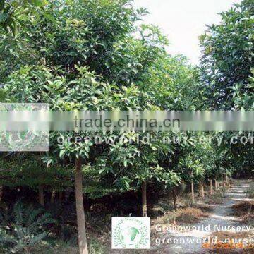 Mangifera indica outdoor trees