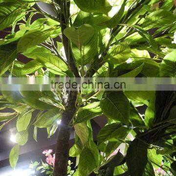 Indoor Christmas Flower Foliage Plant