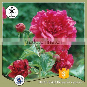 MY TEST Herbaceous Peony Plant Root photo-4