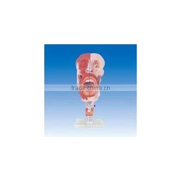 Nose ,mouth,pharynx larynx anatomical model