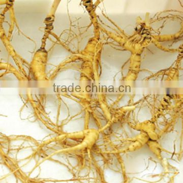 China Changbai Mountian Old Wild Ginseng Panax Roots Price