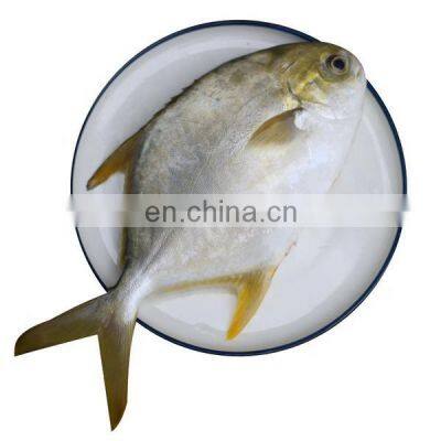 IQF Frozen Golden Pompano Fish golden pomfret Trachinotus Ovatus