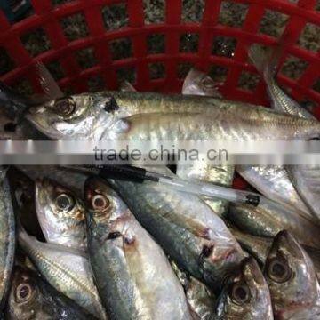Frozen Seafood Horse Mackerel With China Exports 140 - 200 g/ Pcs photo-2