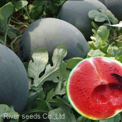 750pcs f1 Hybrid Red and Yellow Seedless Watermelon Seeds for Planting photo-3