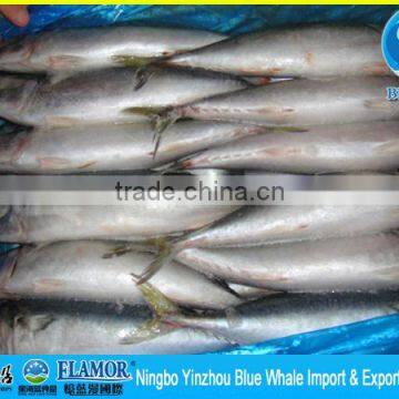 best quality fresh Mackerel