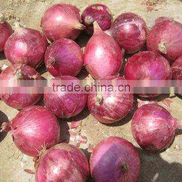 Chinese red onion