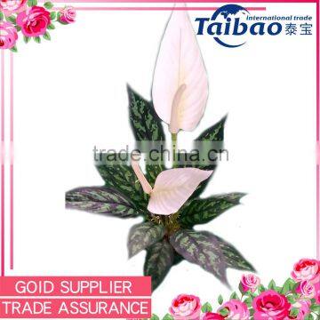 Indoor 2.7 foot white flower green leaves spathiphyllum potted decorative plant