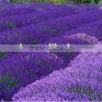 home garden growing Lavender seeds