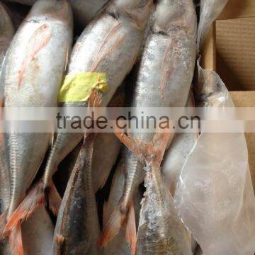 2016 New Frozen Seafood Red Tail Horse Mackerel for market