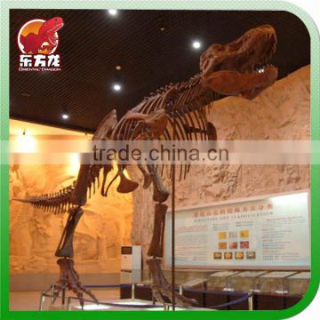 Life Size 13m t-rex dinosaur fossil