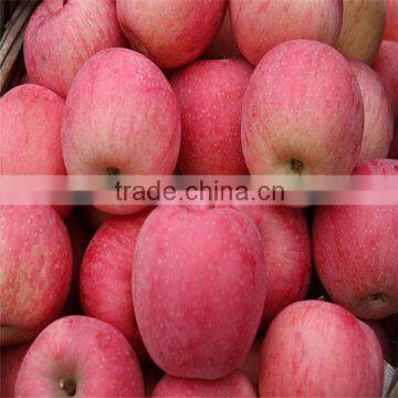 fuji apple of apple varieties