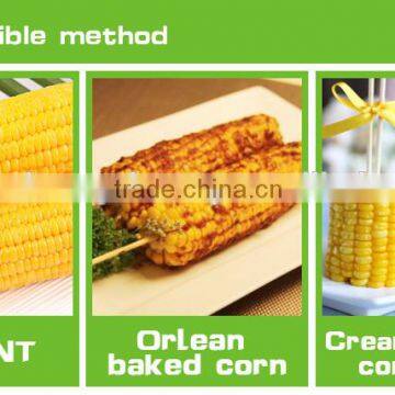 Cut of Sweet Corn Cob With Plastic Vacuum Packed photo-4