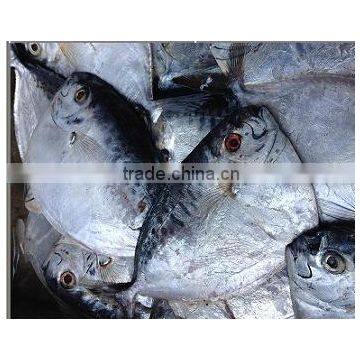 Frozen moonfish /Mene Maculata