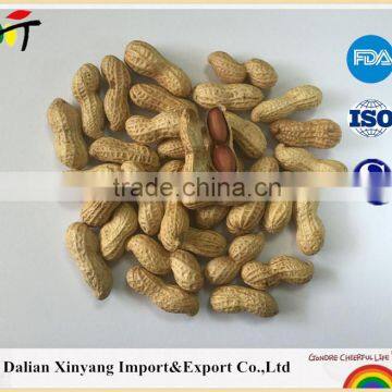 Delicious roasted peanuts in shell for sale