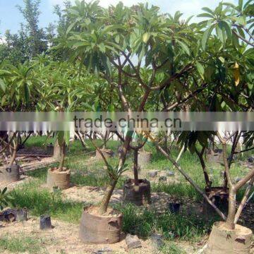 Yellow Flowers Plumeria Rubra L. Cv. Acutifolia