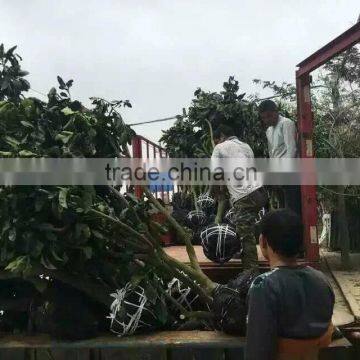 Grapefruit Seedling Trees