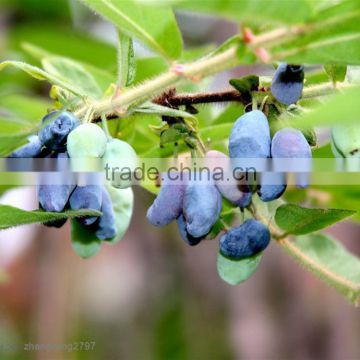 pure lonicera caerulea extract/high quality/anthocyanidins