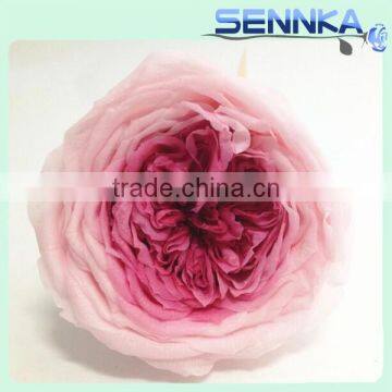 RosesEnglish David Austin natural preserved flower wholesale