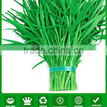 WS03 Guanglian green peduncle water spinach seeds for planting