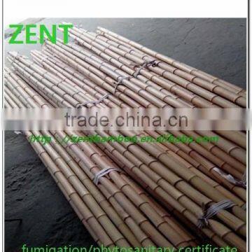 ZENT -12 bamboo cane manufacturer