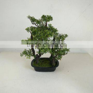 Small Bonsai Tree Wholesale photo-5