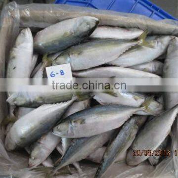 Frozen Indian Mackerel photo-4