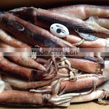 Todarodes Japenese Squid for Sale photo-2