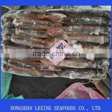 frozen illex argentinus squid