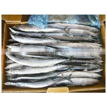 hot sale pacific saury fish