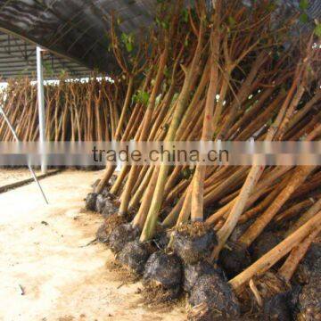 Ficus Religiosa green live plants