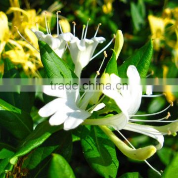 Honeysuchle flower extract powder/Lonicera Japonica extract/Chlorogenic Acid