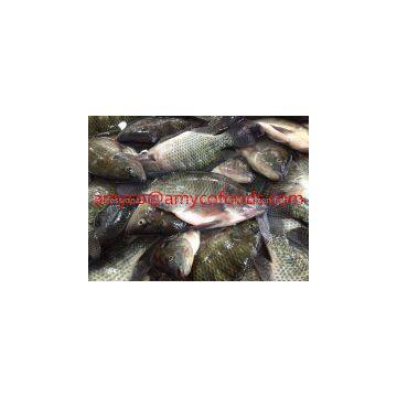 Tilapia photo-2