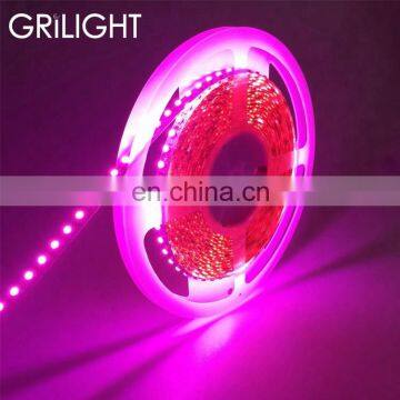 2019 newest color 3528 120leds/meter 12v/24v led strip light