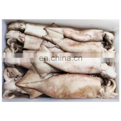 Wholesale IQF frozen squid fish for fishing bait