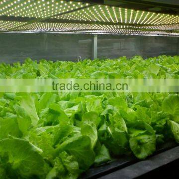 Indoor Plant Tissue Culture Lights Full Spectrum Led Grow Light for Greenhouse