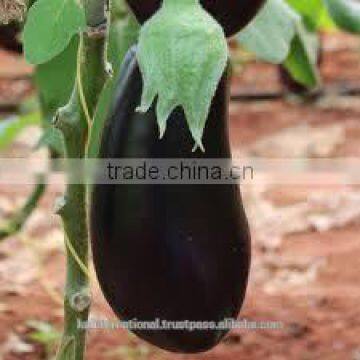 Clean Fresh Eggplant Made in Viet Nam Good for Heathy photo-2
