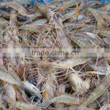 2015 Most Popular High Output Shrimp Cleaning Machine