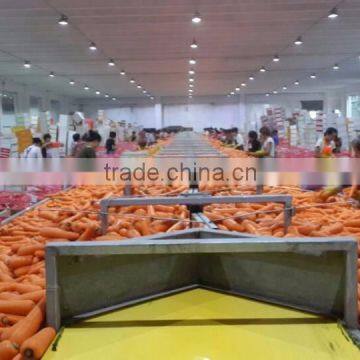 China Bulk Fresh Carrot for Sale photo-2