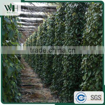 Vietnam Spicy Aromatic Herb - Black Pepper Seed 500gl photo-5
