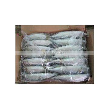 Frozen Mackerel photo-3