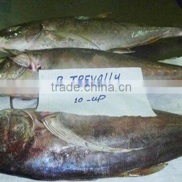Cheap Seafood Frozen Bigeye Trevally Fresh Fish