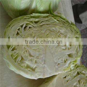 Fresh Chinese Long Cabbage for Export photo-3