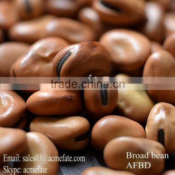 Broad Beans